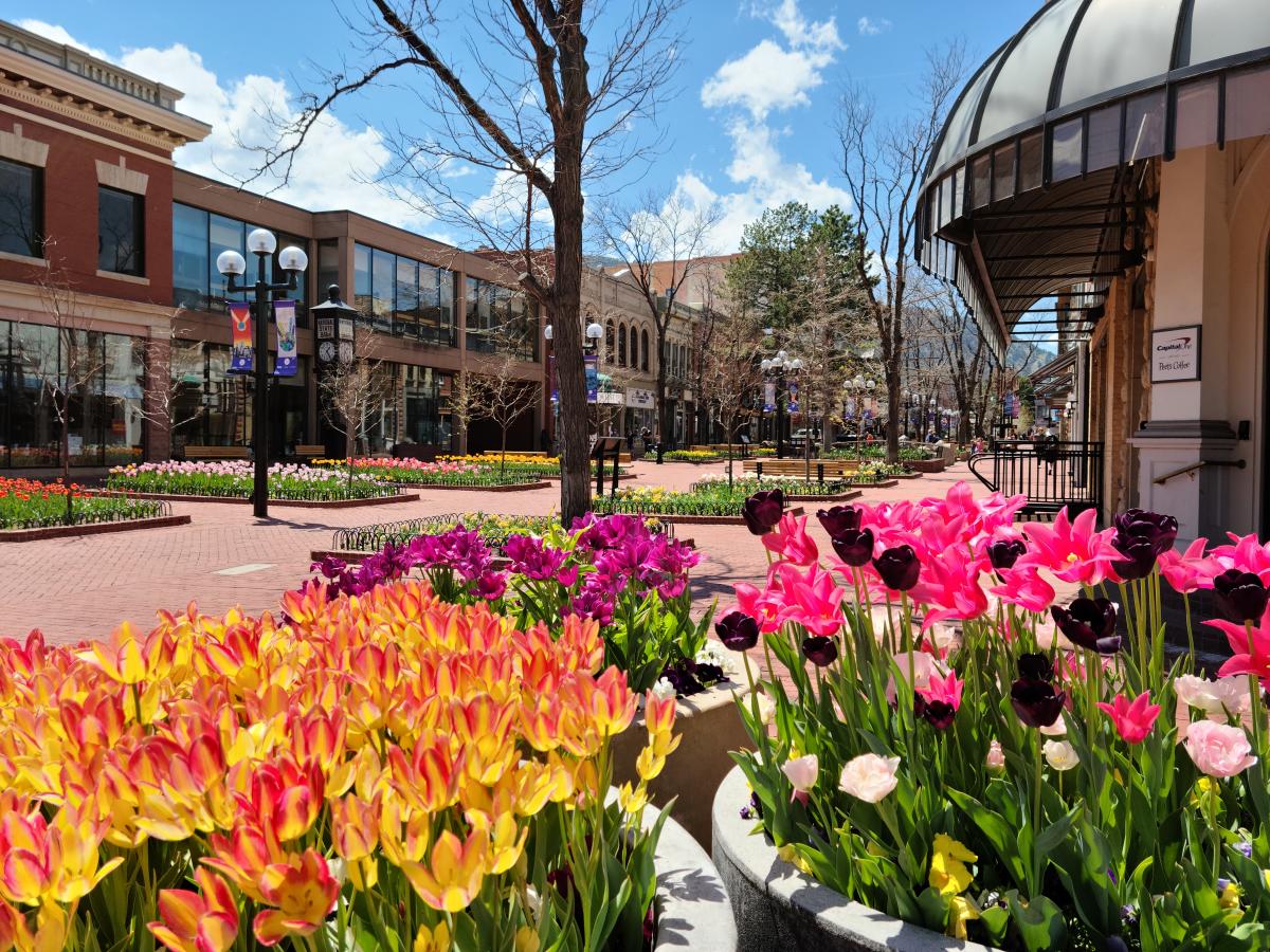 Boulder's Pearl Street is lined with brightly-colored tulips in Spring