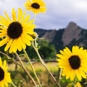Boulder Sunflowers with Flatirons