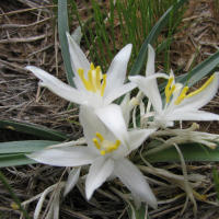 Sand Lily Flower