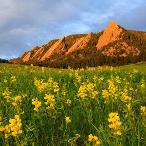 Flatirons with Yellow Flowers